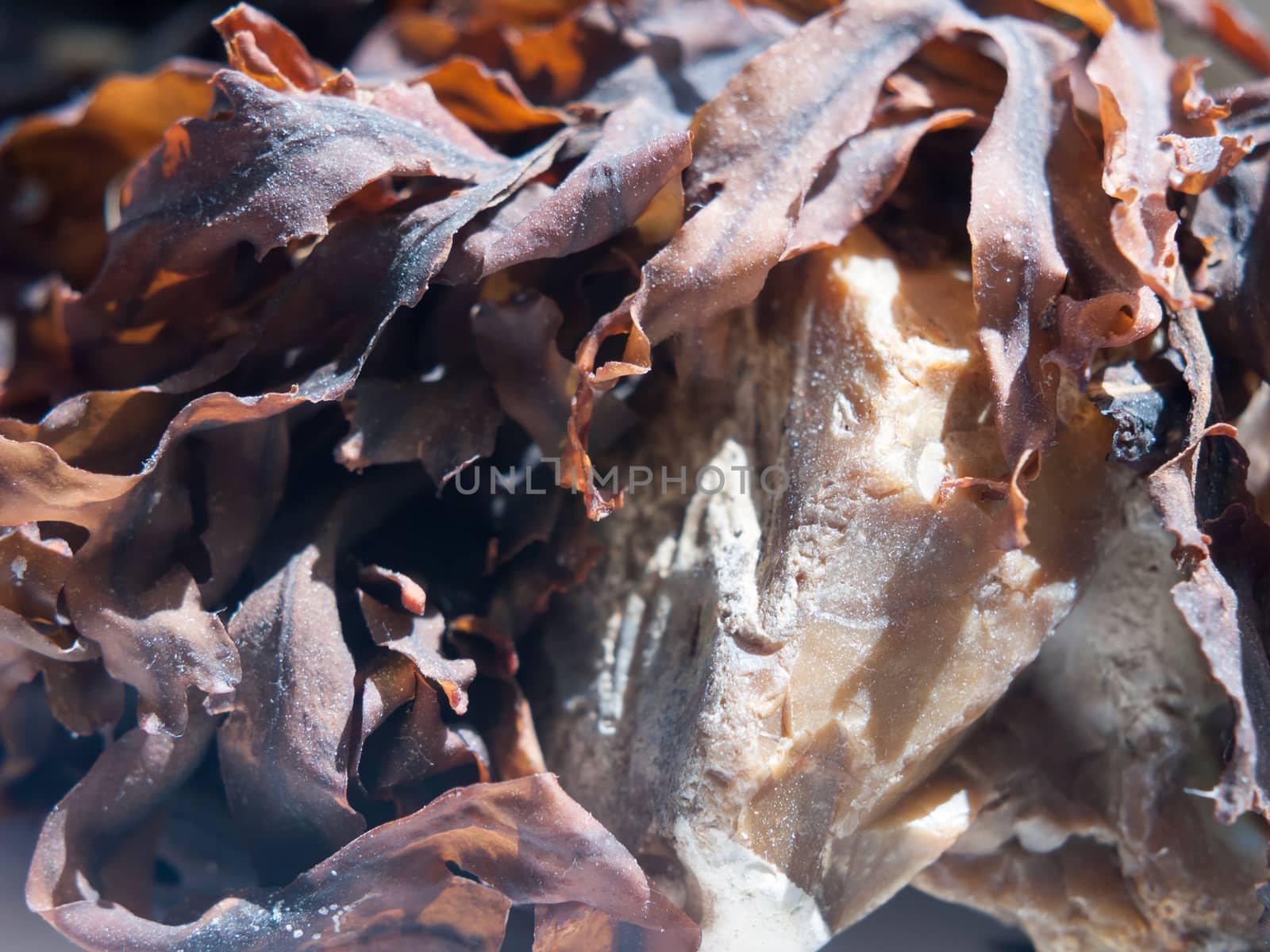 close up of dried seaweed macro on rock nature; essex; england; uk