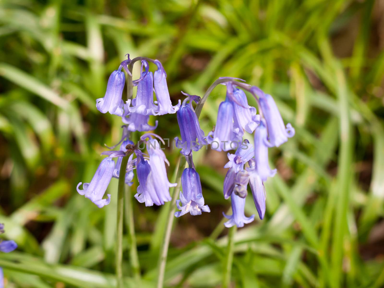 close up bluebell flower heads in spring time green meadow by callumrc