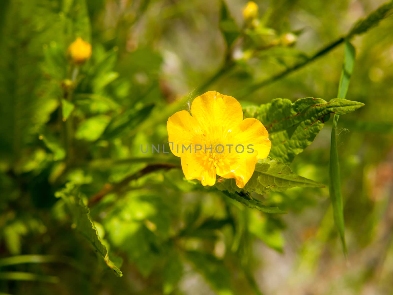 close up of single beautiful yellow flower head buttercup spring by callumrc