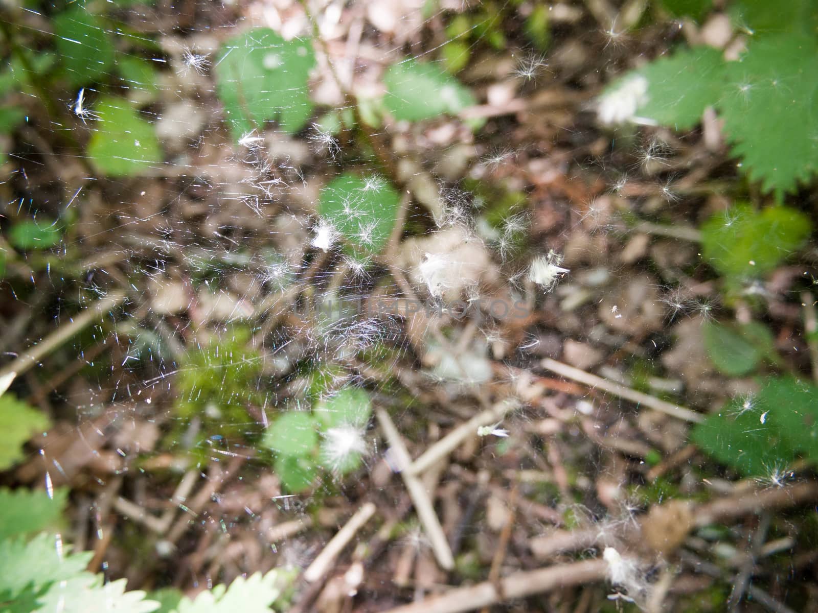 close up of large spider web with white fluff; essex; england; uk
