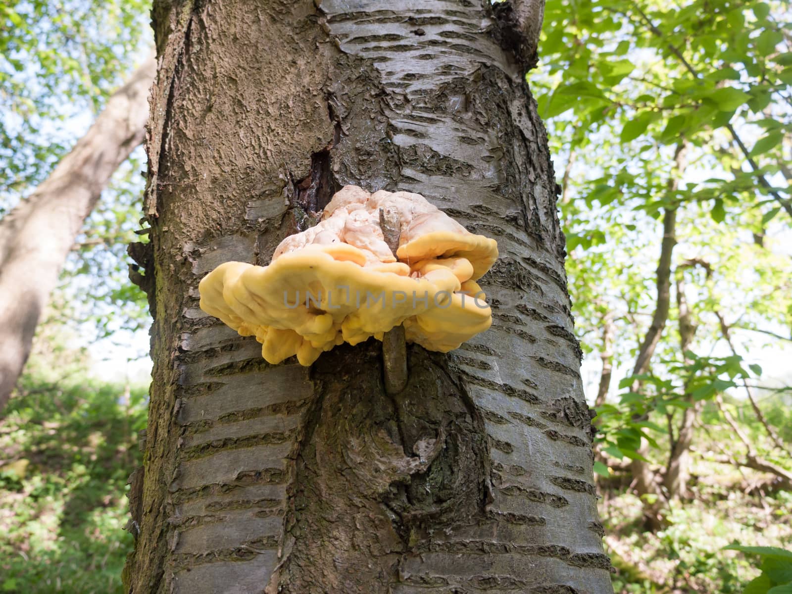 Close up chicken of the woods, sulphur shelf on bark - Laetiporus sulphureus; essex; england; uk