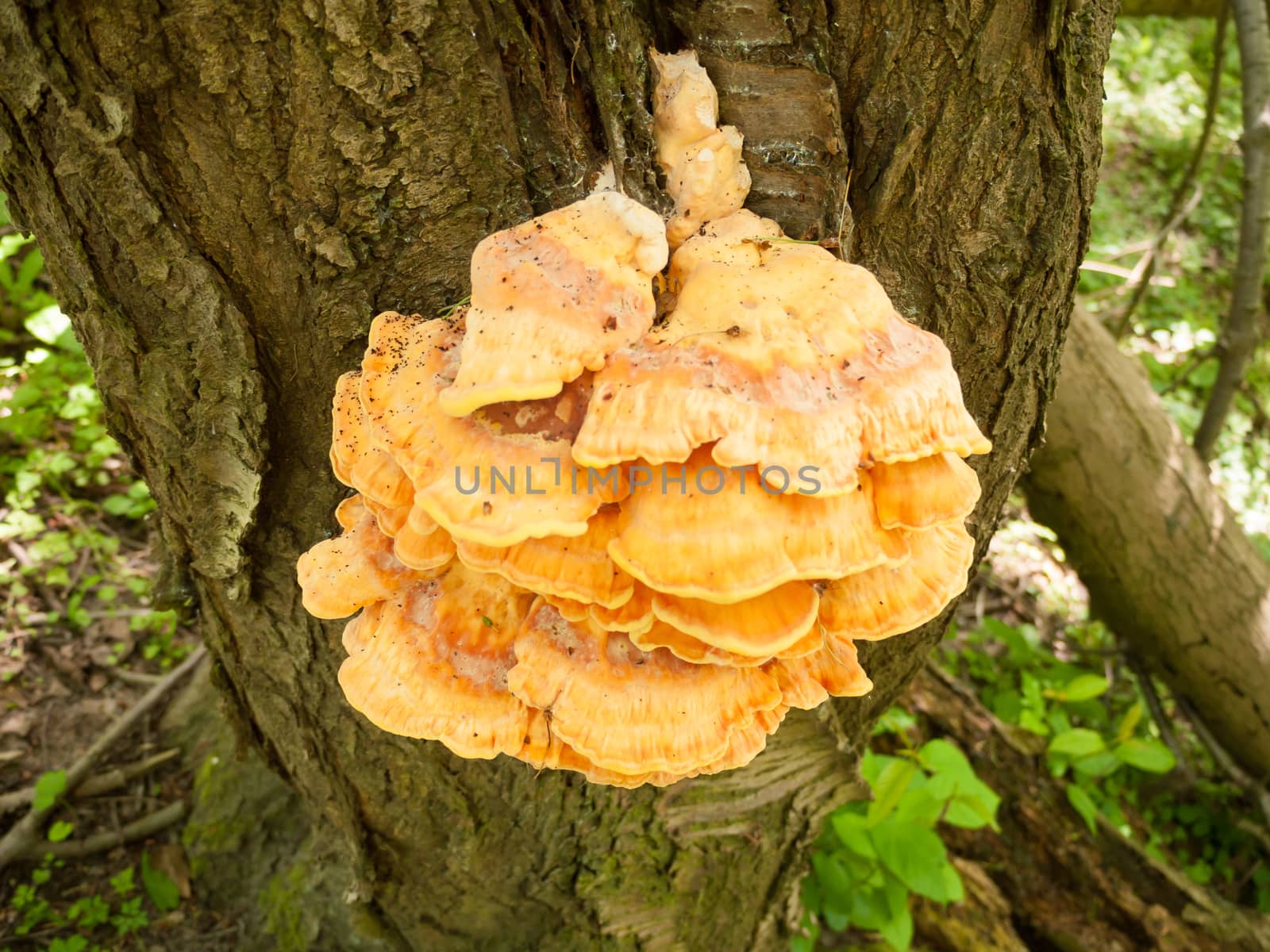 Close up chicken of the woods, sulphur shelf on bark - Laetiporus sulphureus; essex; england; uk