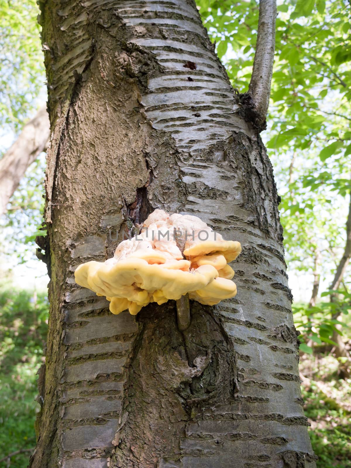 Close up chicken of the woods, sulphur shelf on bark - Laetiporu by callumrc