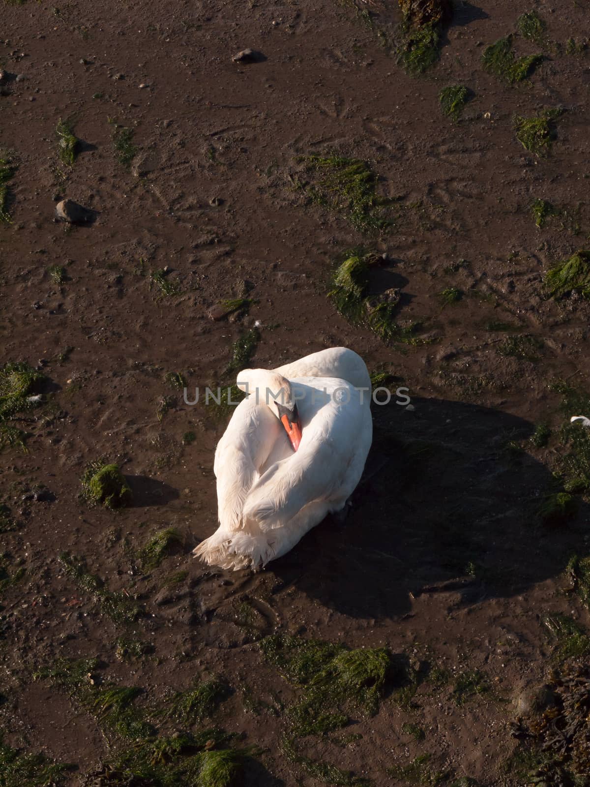 one white mute swan on beach with neck resting on back sunlight  by callumrc