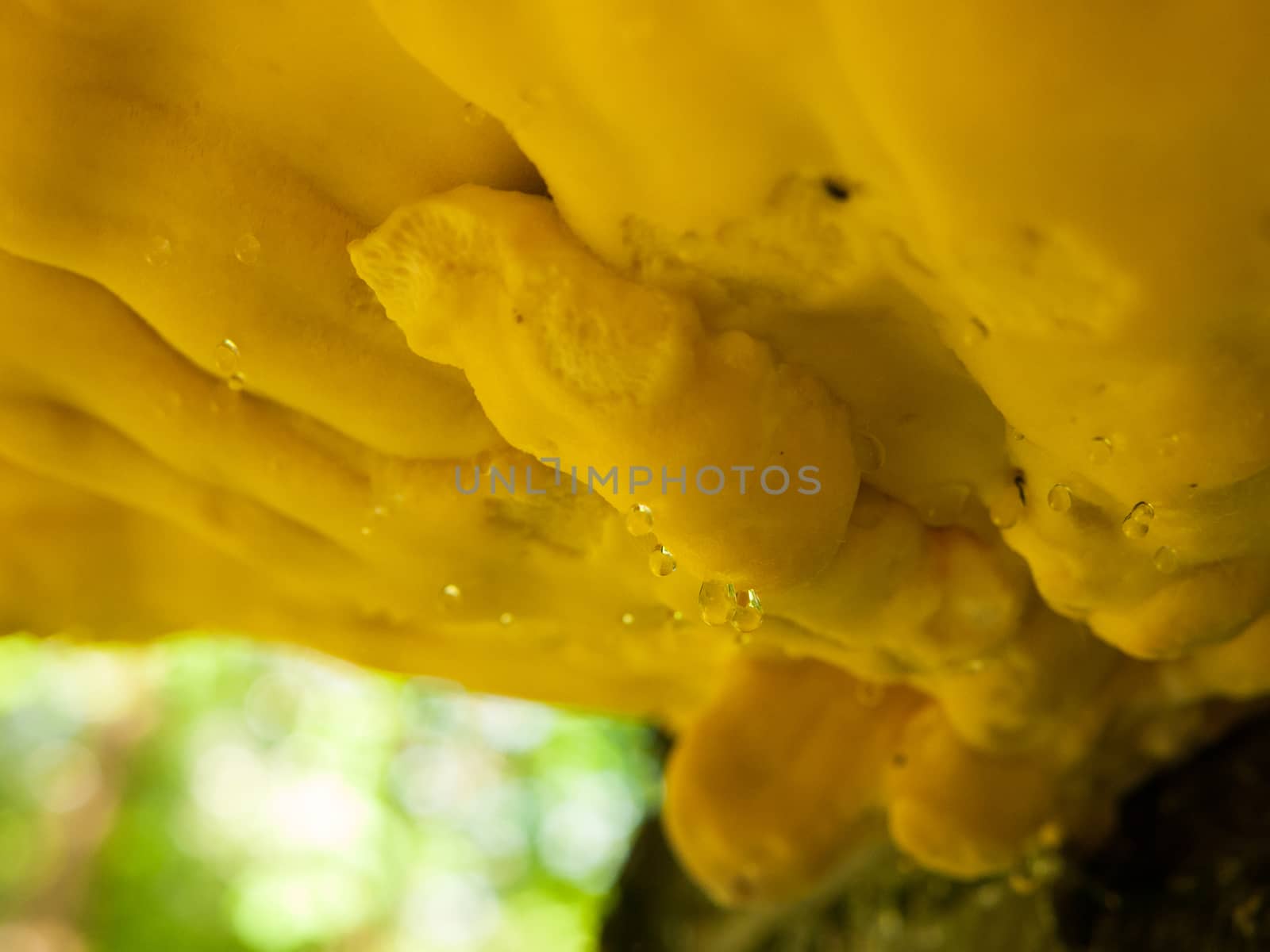 Close up chicken of the woods, sulphur shelf on bark - Laetiporu by callumrc