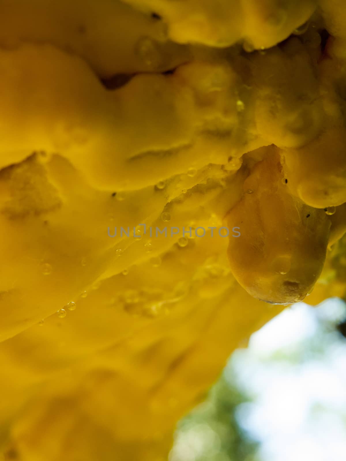 Close up chicken of the woods, sulphur shelf on bark - Laetiporus sulphureus dew macro; essex; england; uk