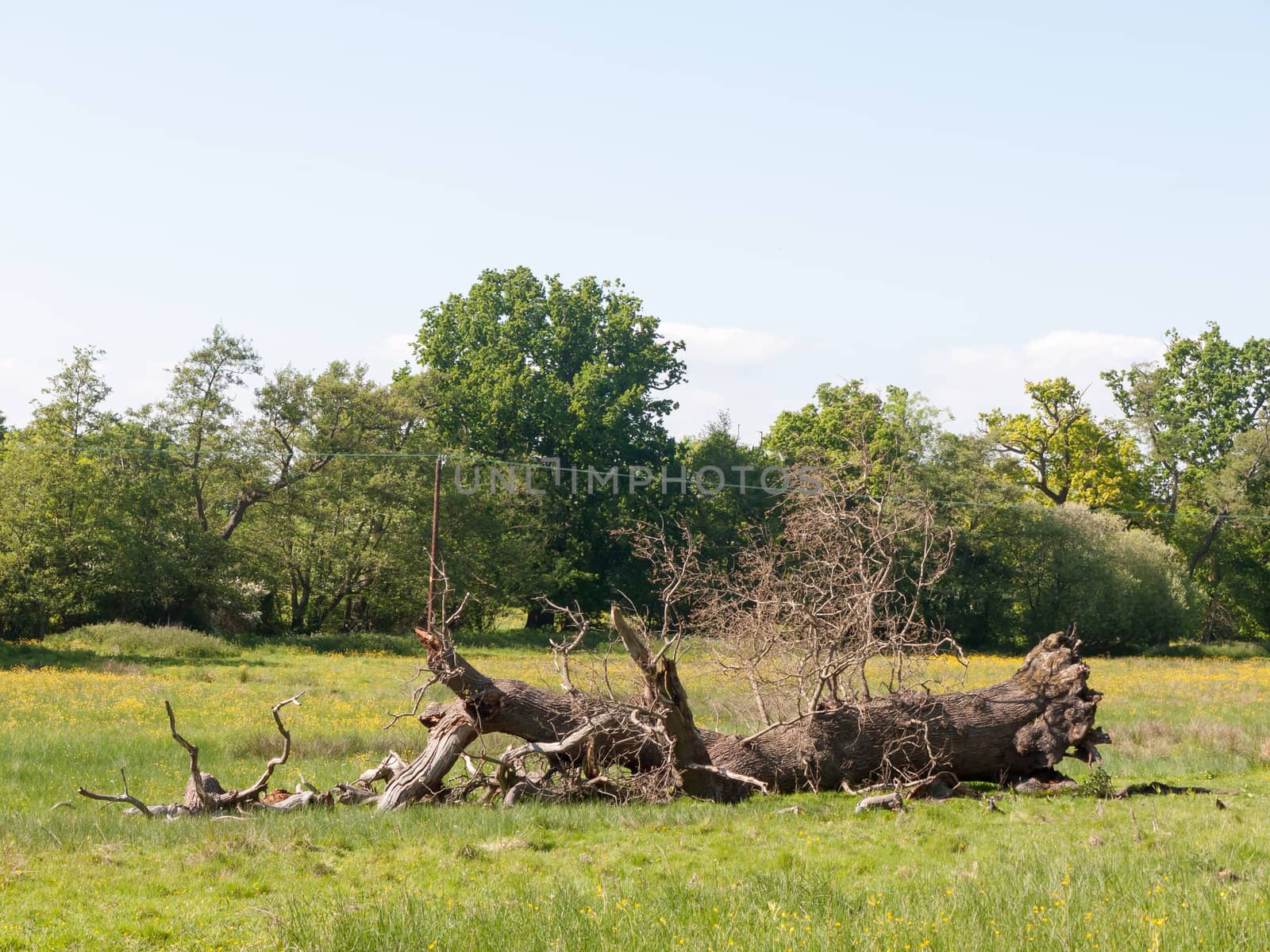 fallen tree in field spring day blue sky green grass trees close by callumrc