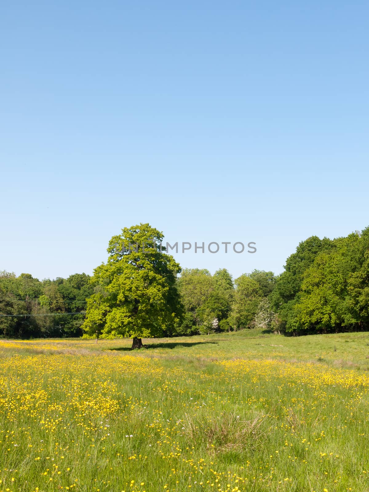 open spring field day lush sky blue green grass background yello by callumrc