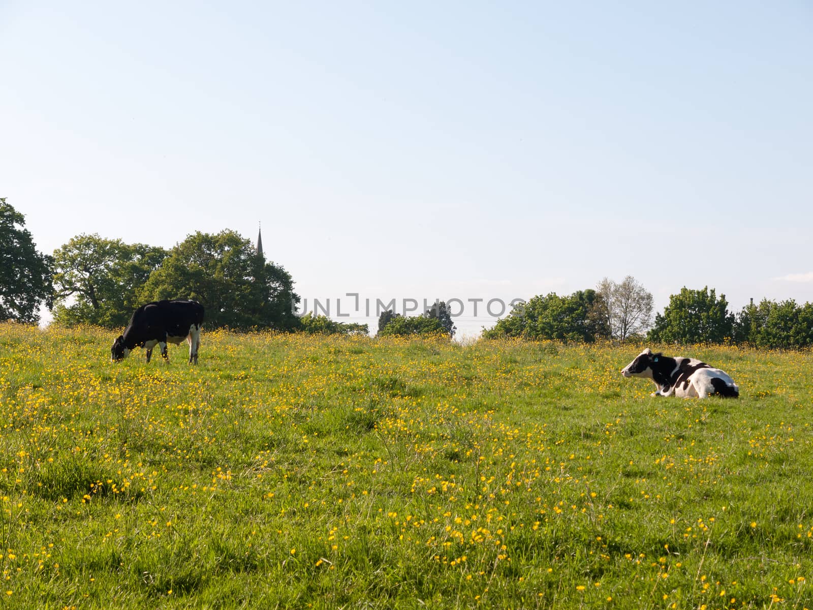 cows grazing resting in field spring day dairy farm meat; essex; england; uk