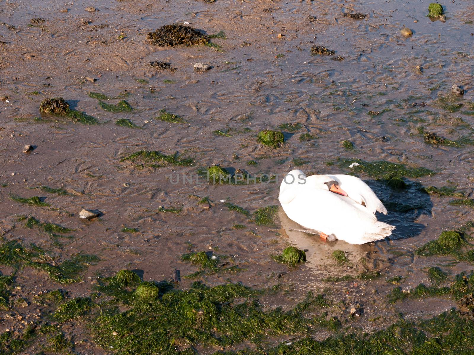 one white mute swan on beach with neck resting on back sunlight  by callumrc