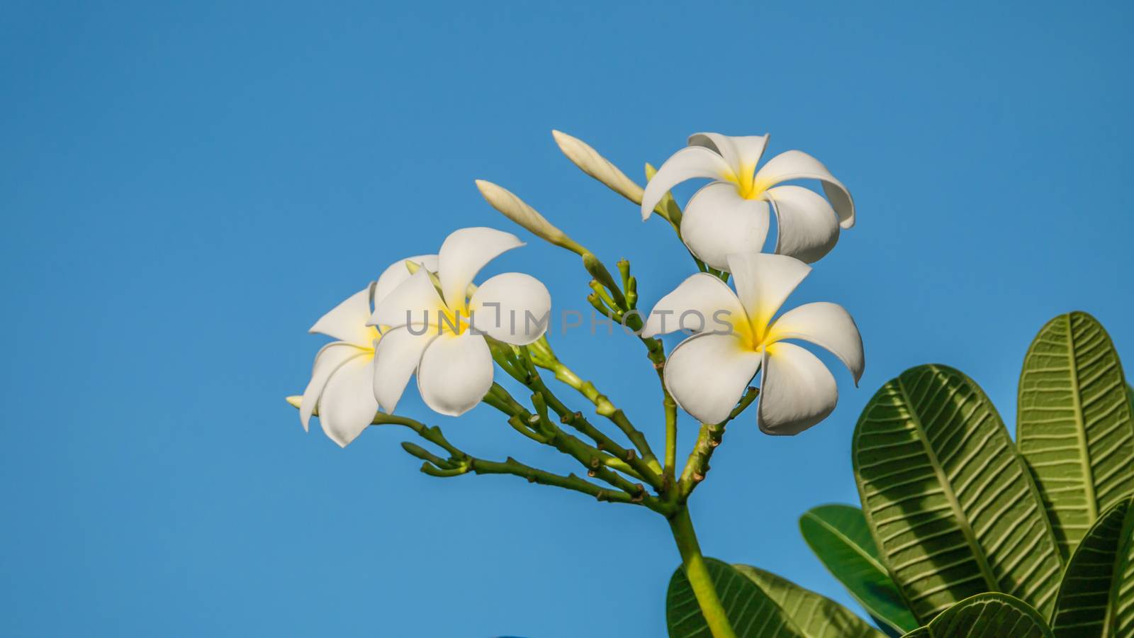 Plumeria flower on clear blue sky background