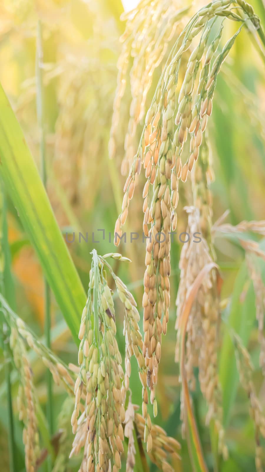 close up of yellow green rice field