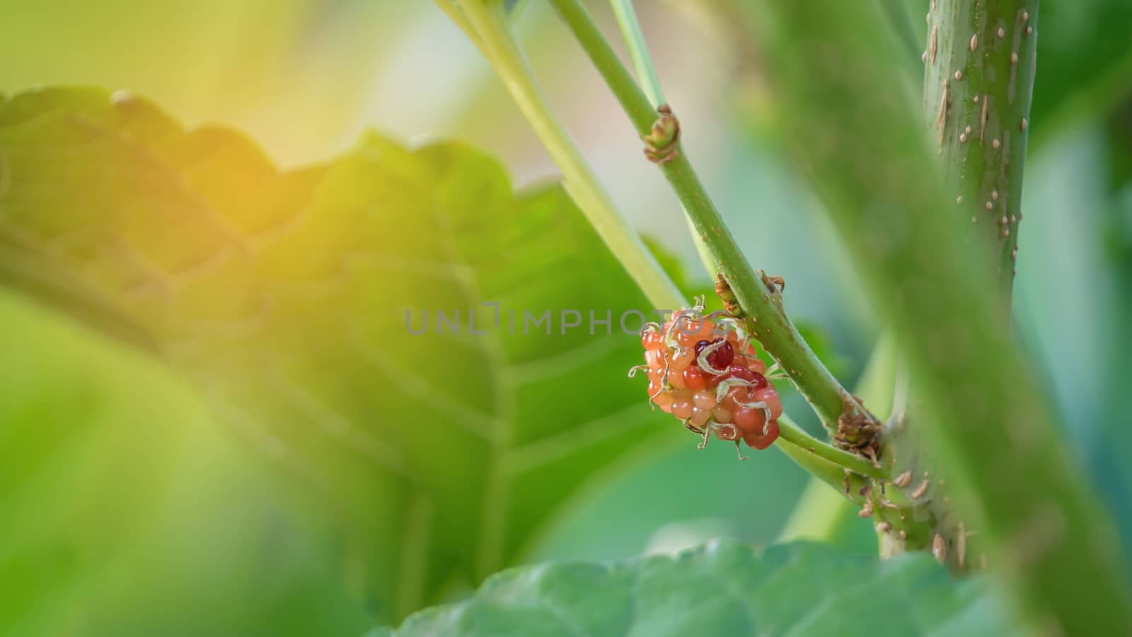 ripe mulberries fruit  in the green foliage