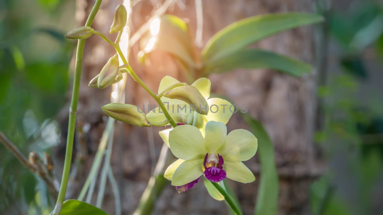 Close up of fresh green and purple orchids blooms in garden