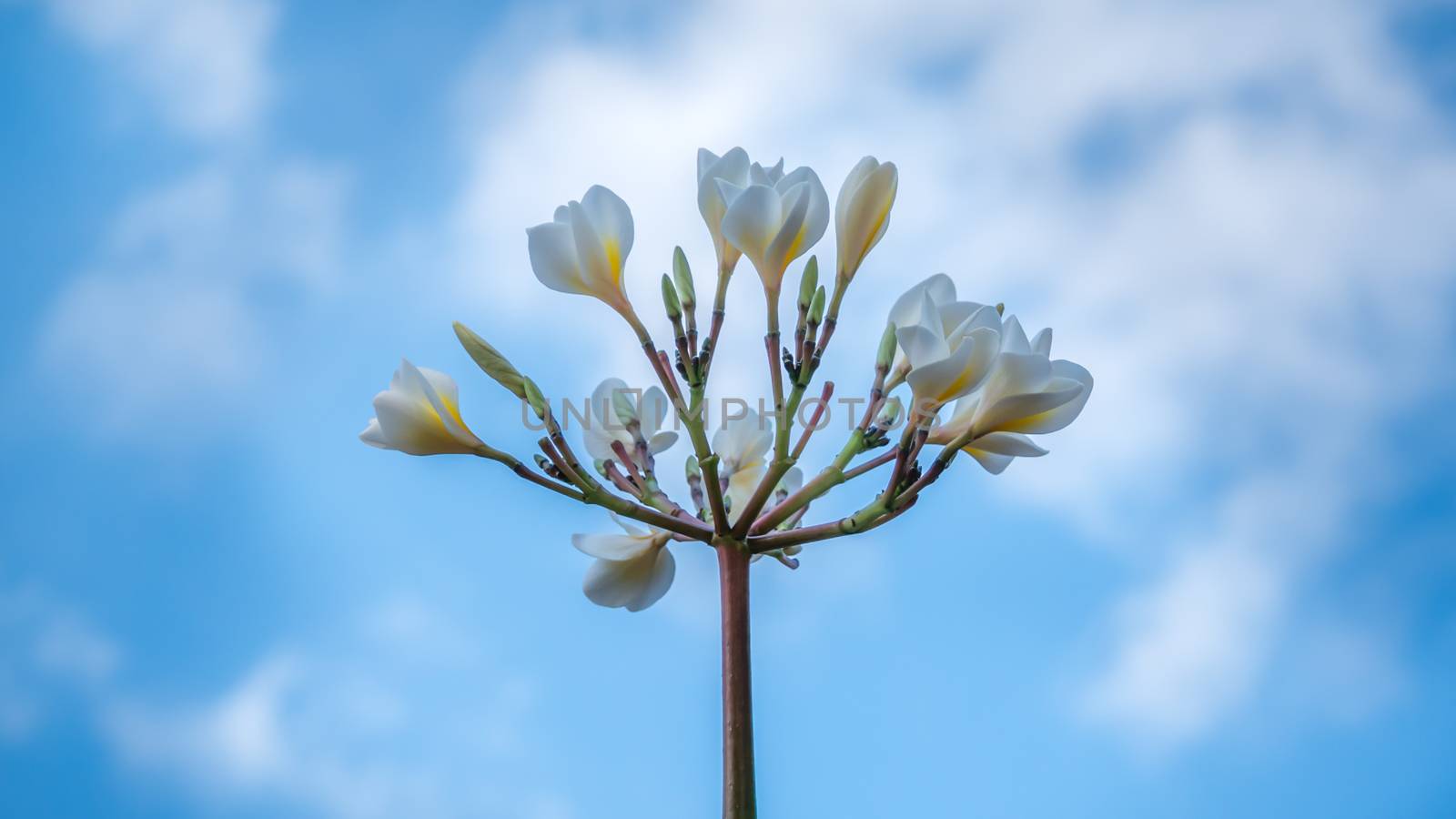 Plumeria flower on clear blue sky background