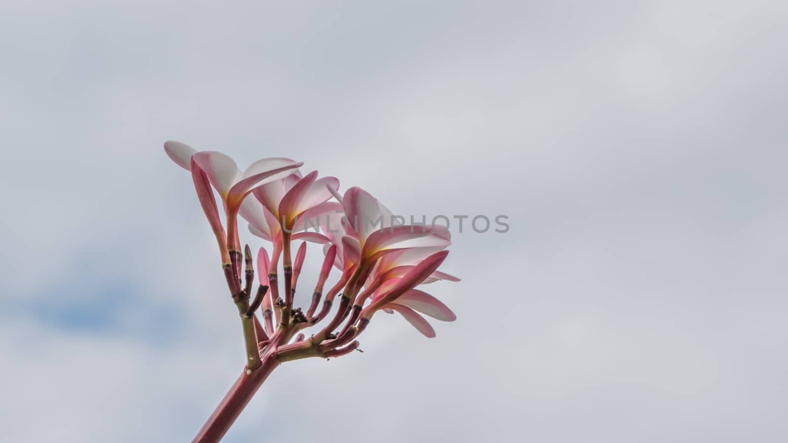 Bunch of pink plumeria tropical flowers with sky background