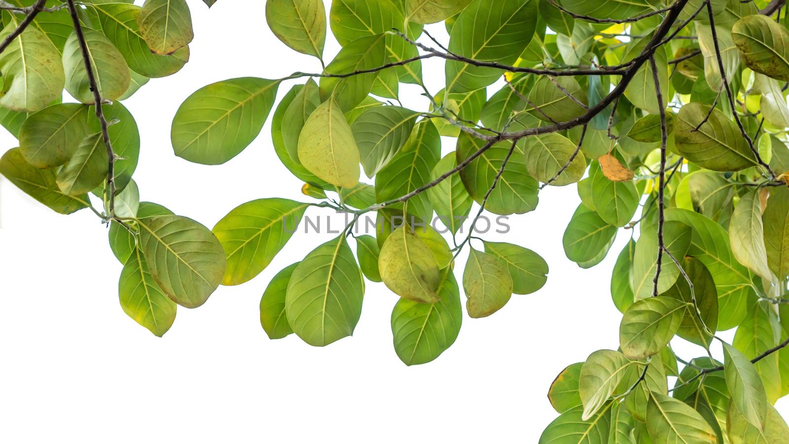 The tree leaf isolated on white background