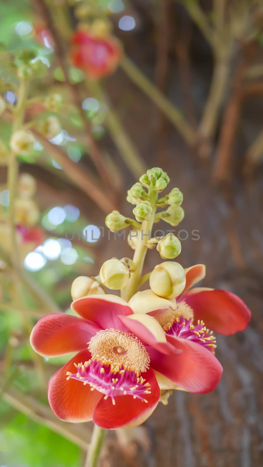 flower from the unusual cannonball tree (Couroupita guianensis)