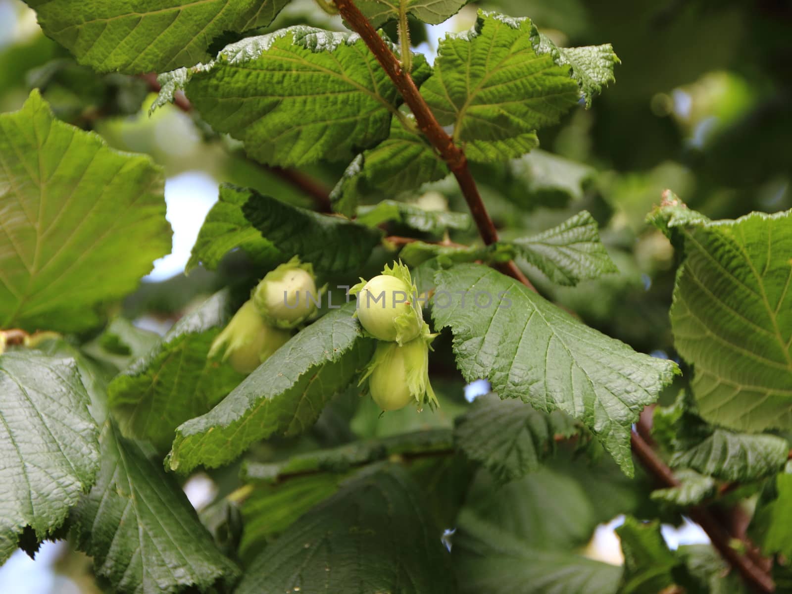 Fresh Unripe Hazelnuts on Nut Tree Branch by HoleInTheBox