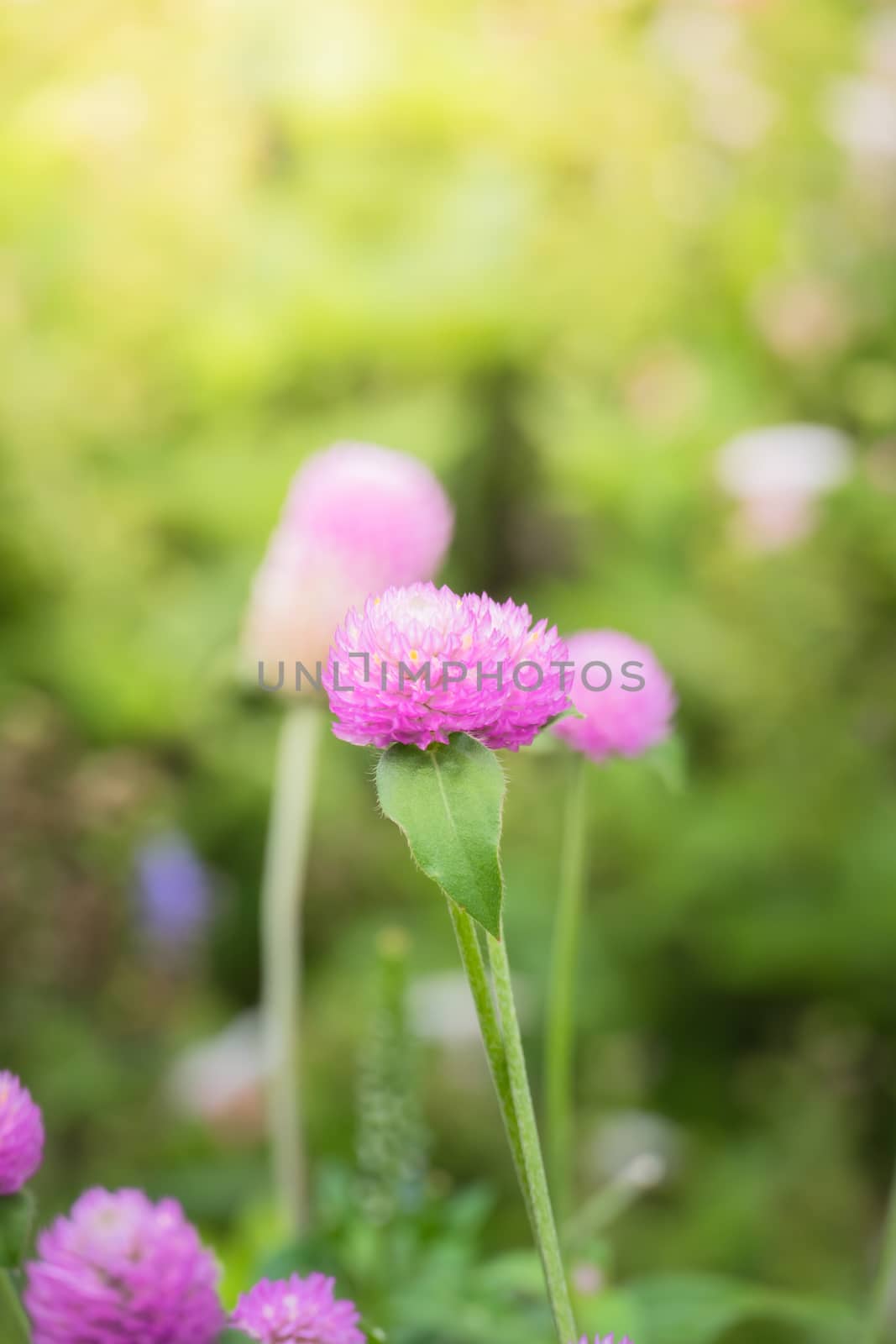 The background image of the colorful flowers, background nature