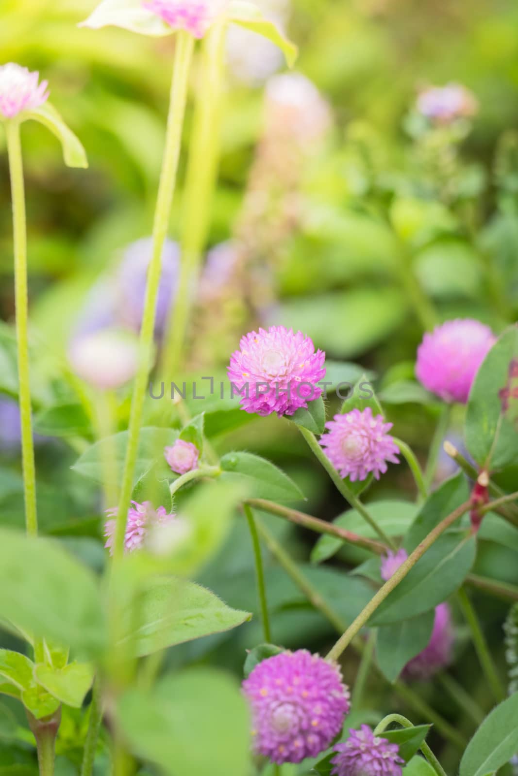 The background image of the colorful flowers, background nature