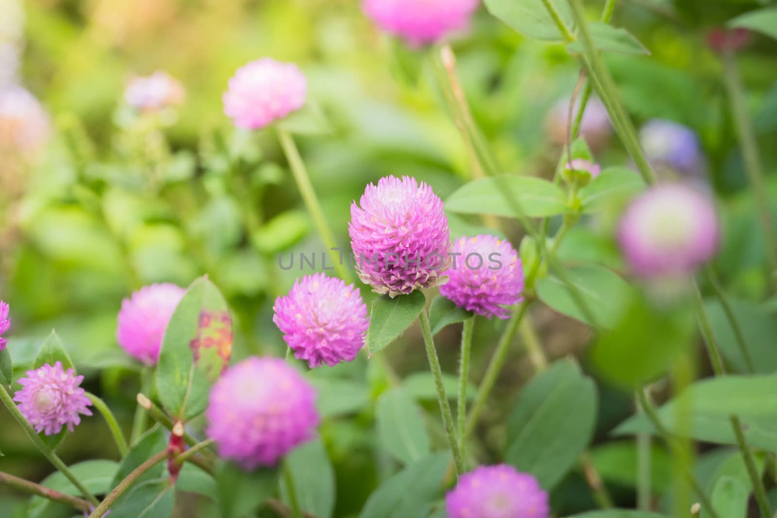 The background image of the colorful flowers, background nature