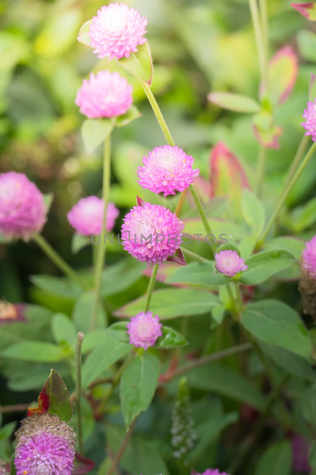 The background image of the colorful flowers, background nature