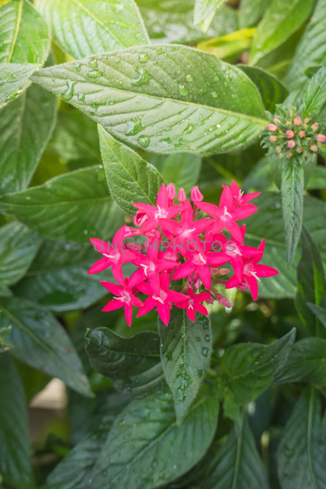 The background image of the colorful flowers, background nature