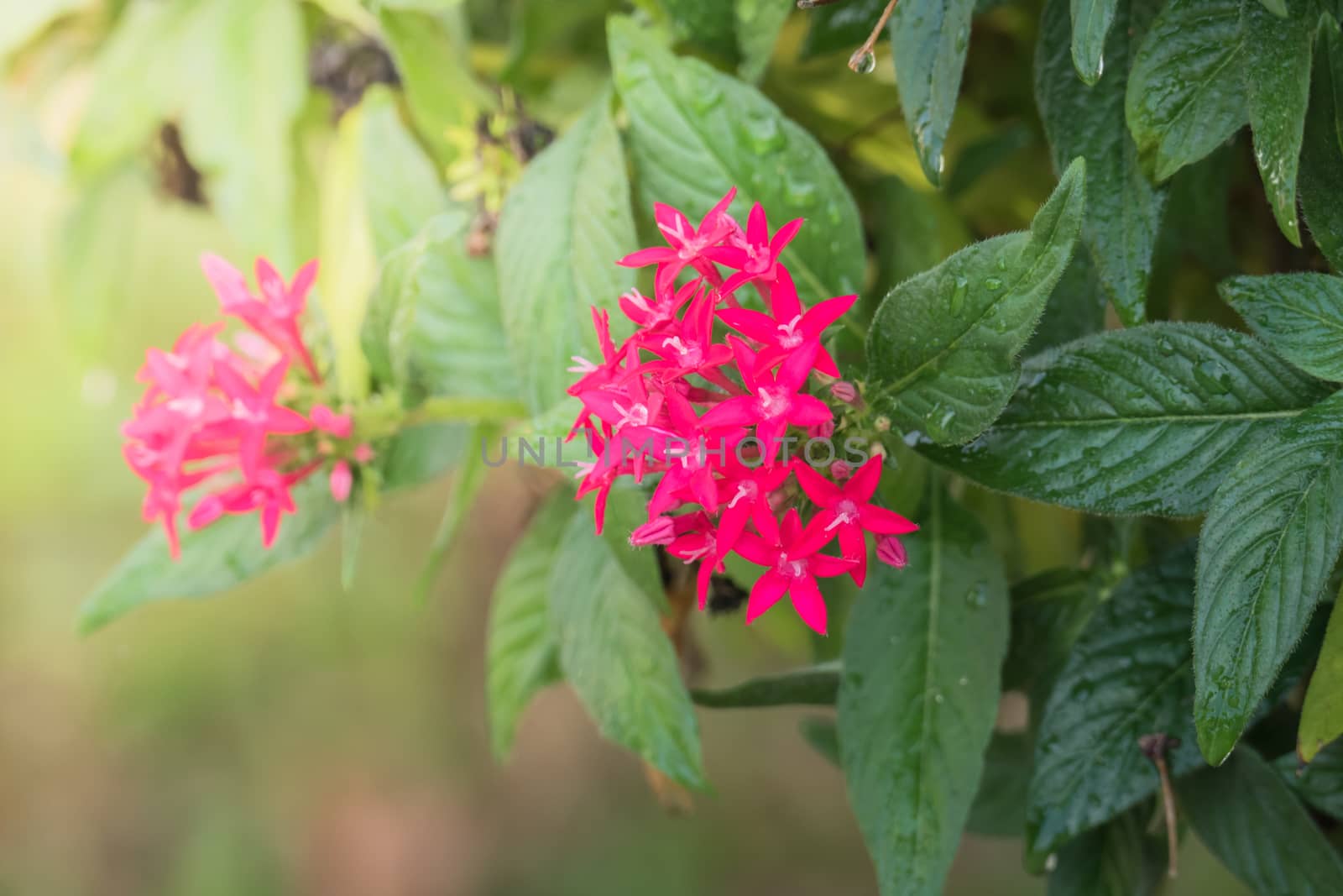 The background image of the colorful flowers, background nature