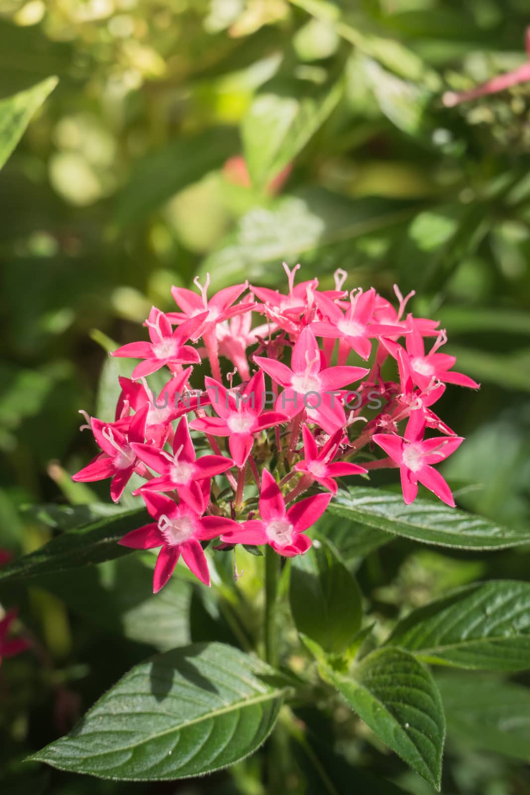 The background image of the colorful flowers, background nature