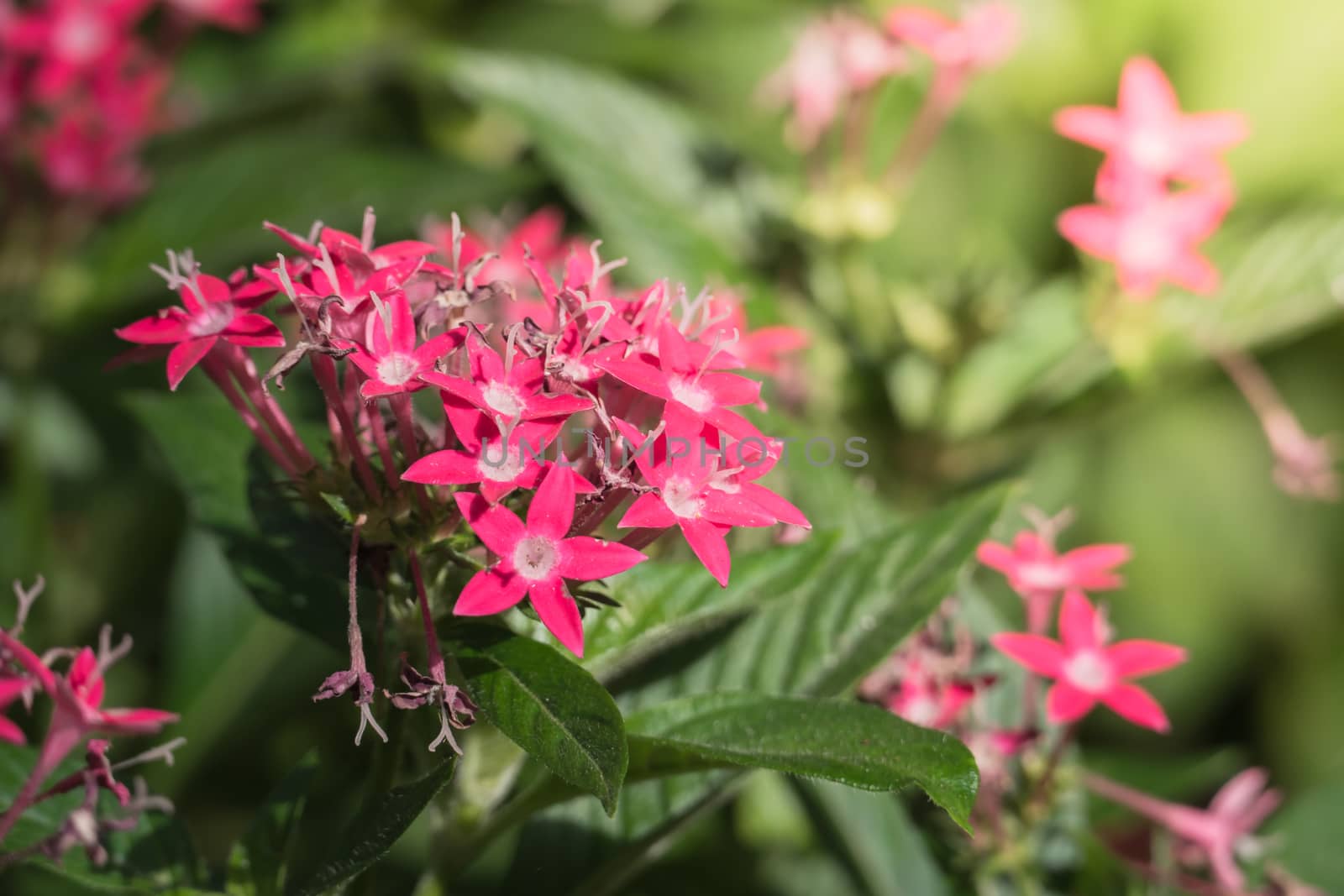 The background image of the colorful flowers, background nature