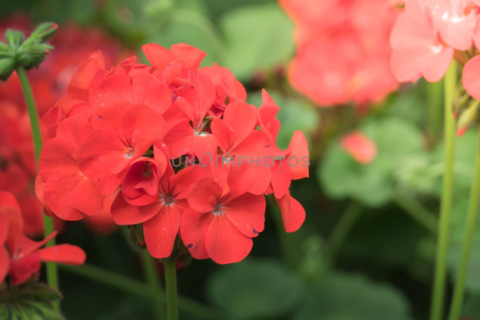 The background image of the colorful flowers, background nature