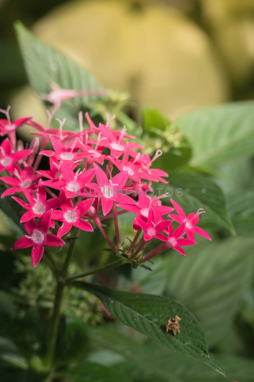 The background image of the colorful flowers, background nature