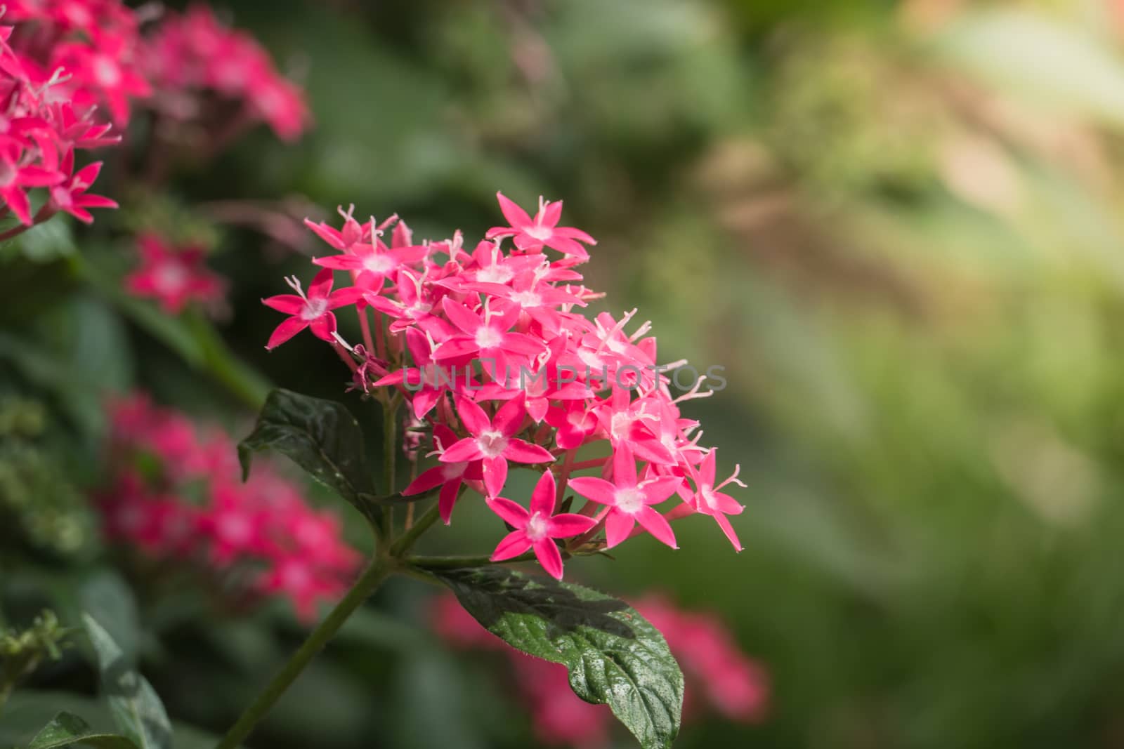 The background image of the colorful flowers, background nature