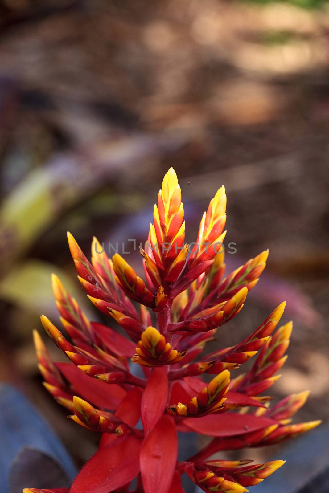 Bromeliad Aechmea ‘Frappuccino’ hybrid flower by steffstarr