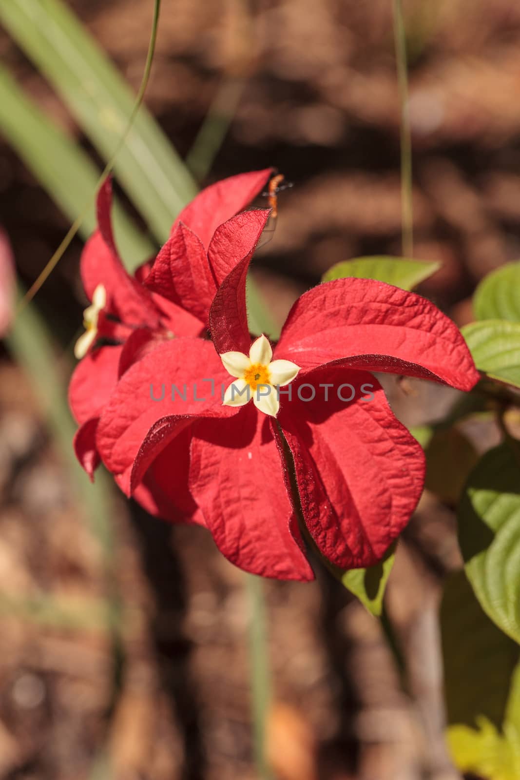 Ashanti blood Mussaenda erythrophylla flower blooms in a garden in Naples, Florida