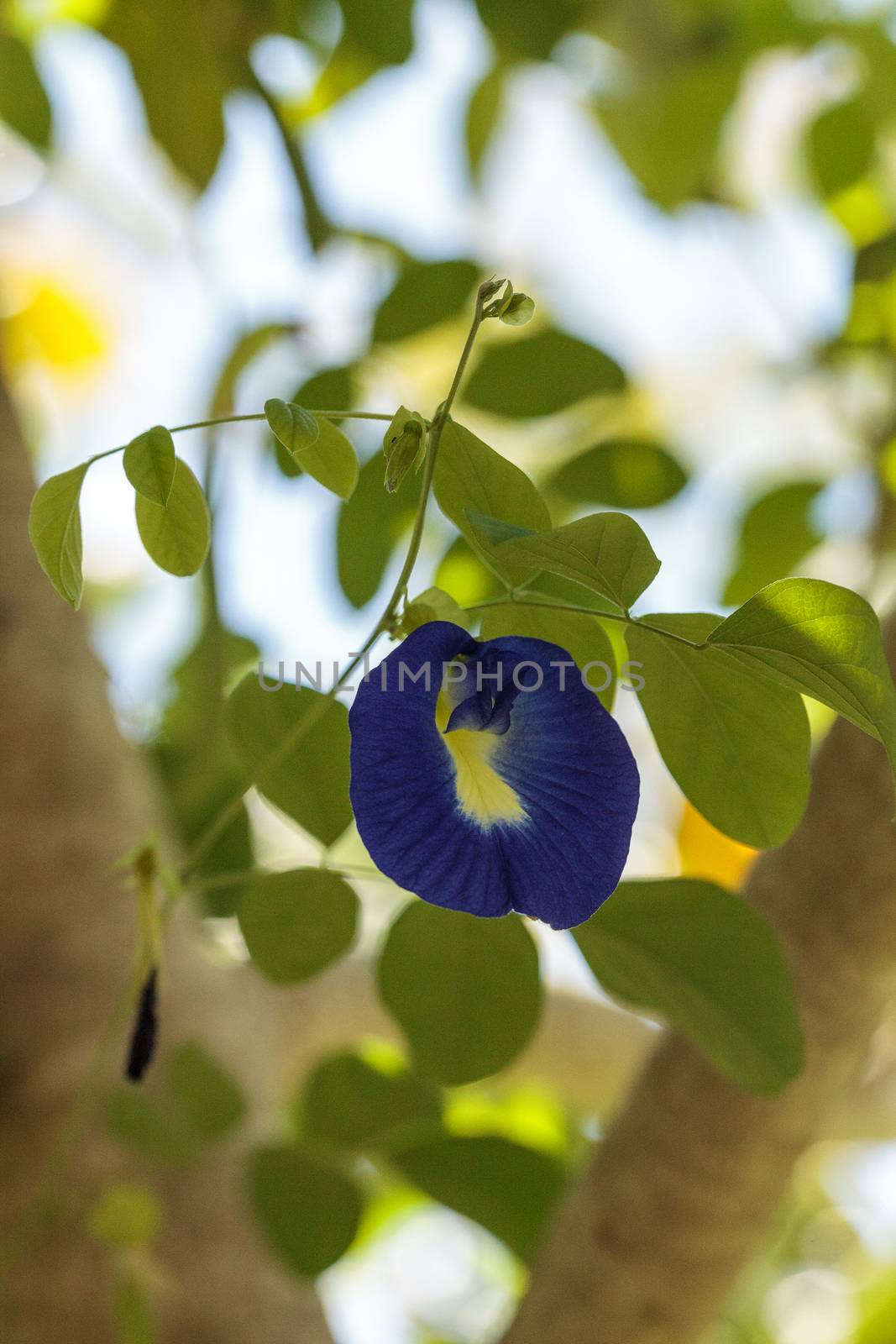 Blue flowers of Krishna’s butter cup Ficus benghalensis var. k by steffstarr