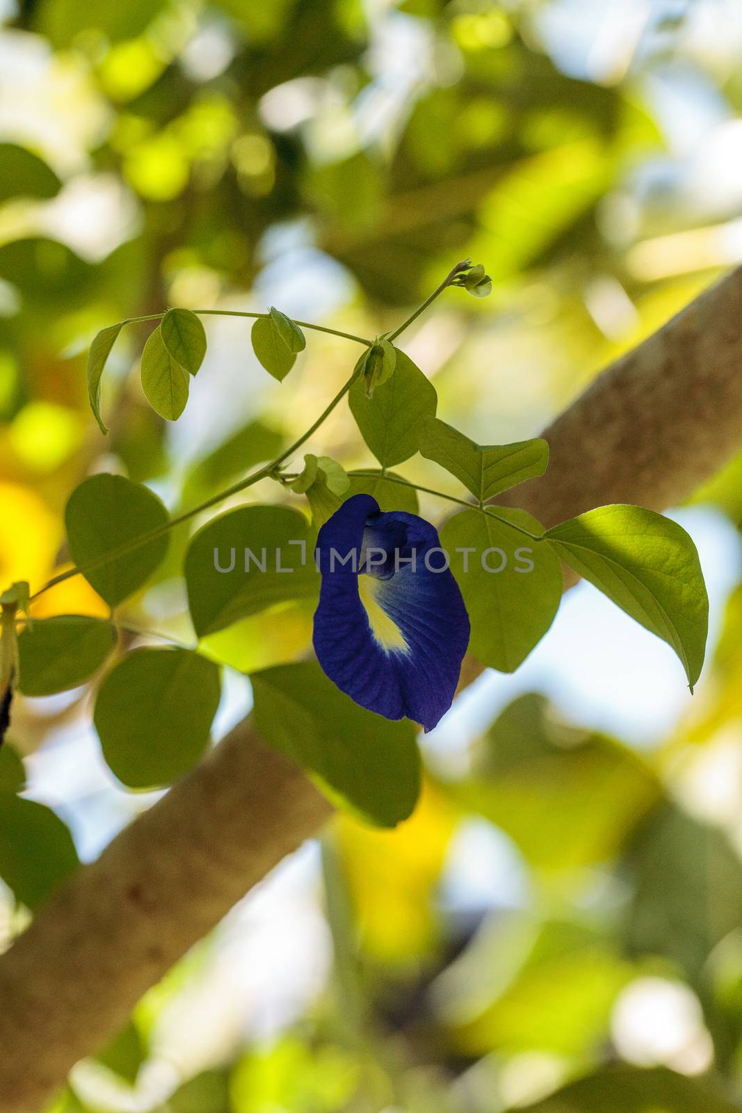 Blue flowers of Krishna’s butter cup Ficus benghalensis var. krishnae blooms on a tree in Naples, Florida