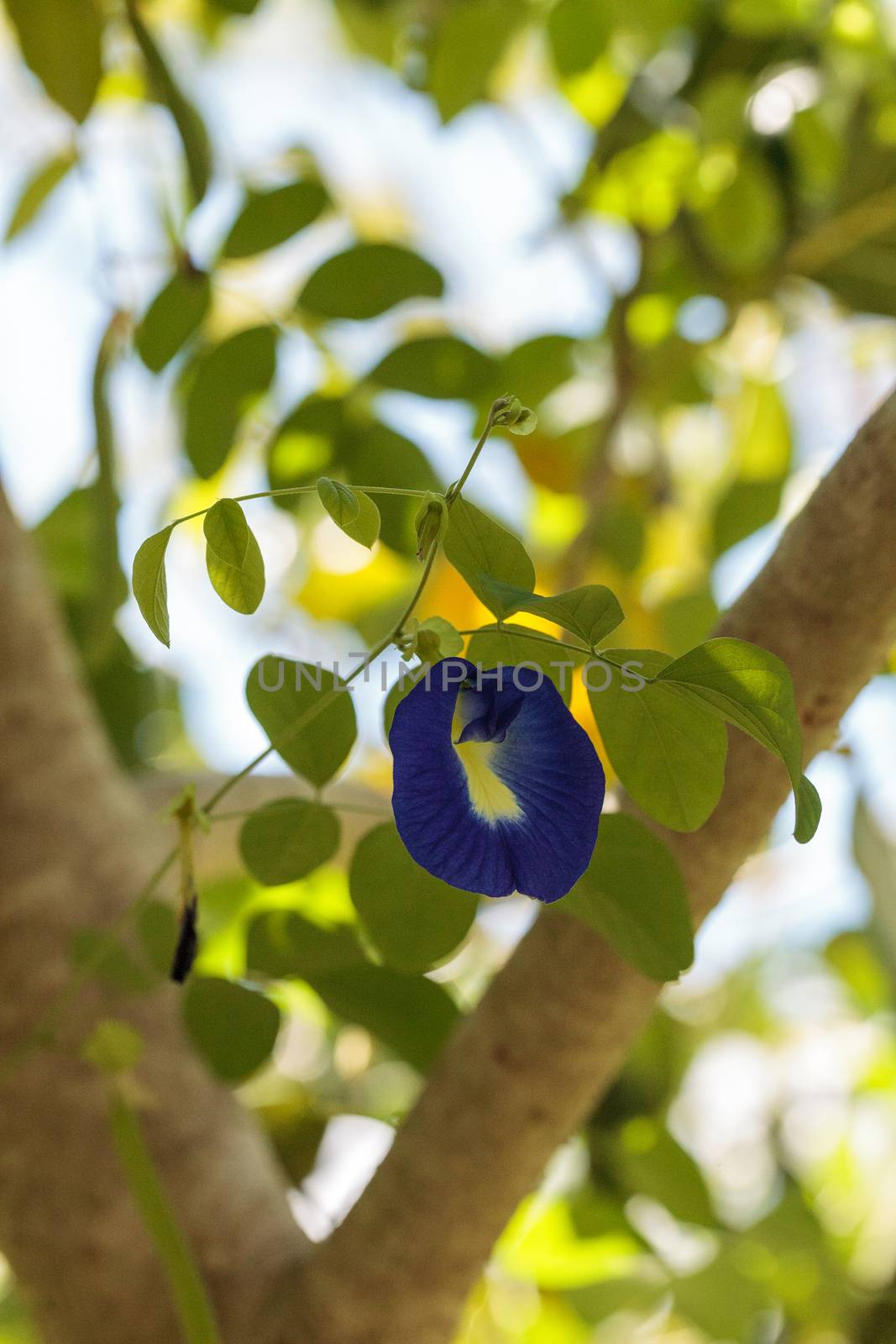 Blue flowers of Krishna’s butter cup Ficus benghalensis var. krishnae blooms on a tree in Naples, Florida