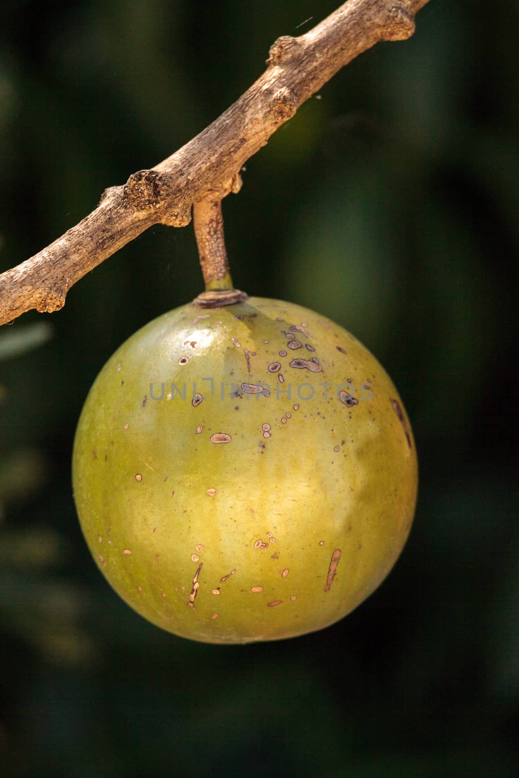 Fruit on Calabash tree Crescentia cujete is often used to make bowls and cups in South America