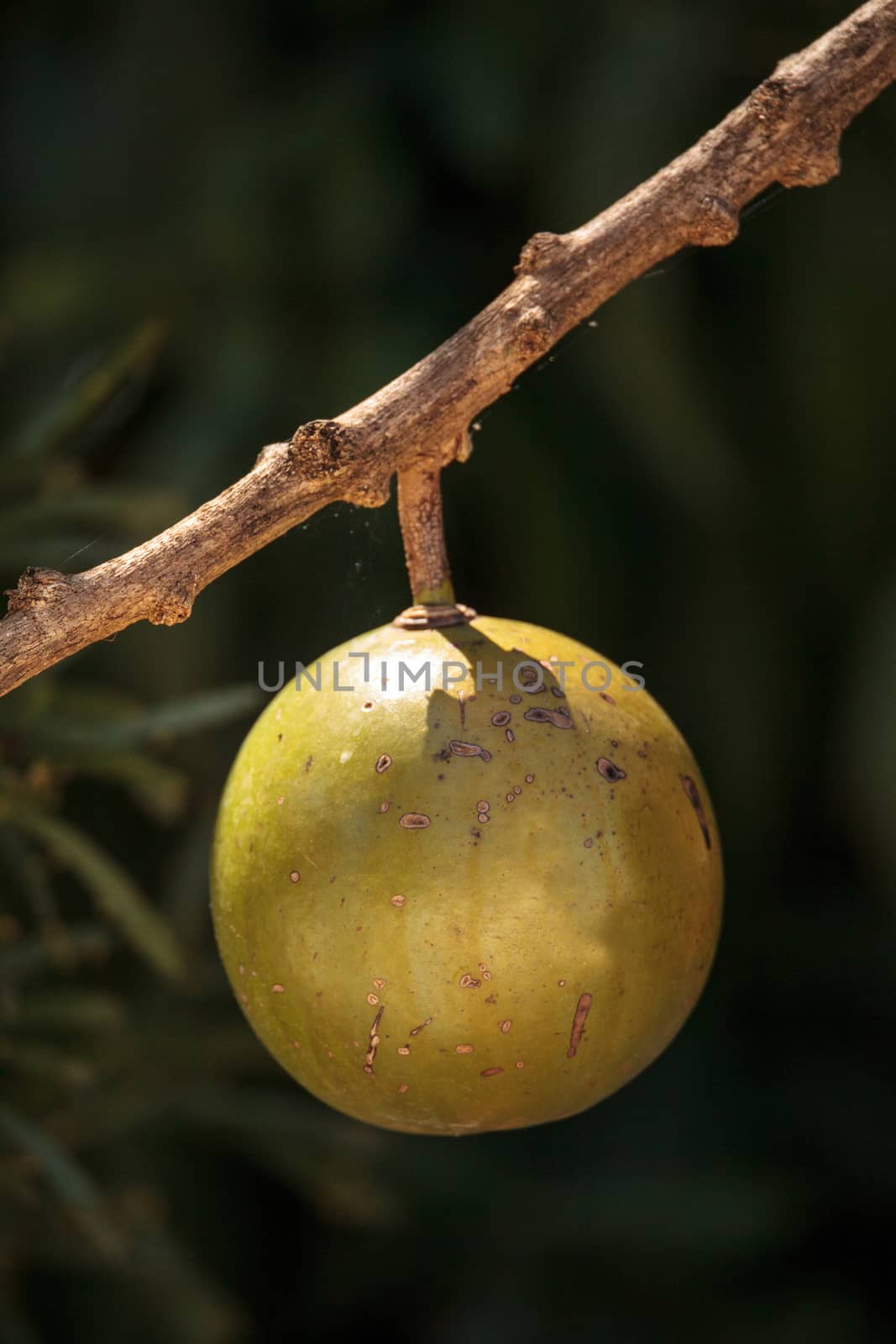 Fruit on Calabash tree Crescentia cujete is often used to make bowls and cups in South America