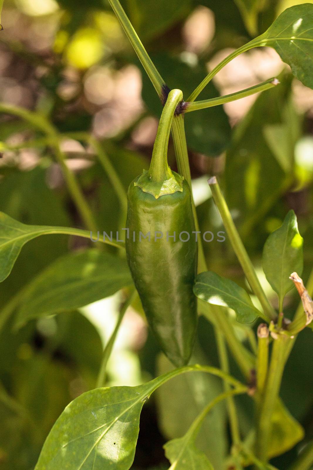 Cheyenne pepper hybrid in an organic vegetable garden by steffstarr