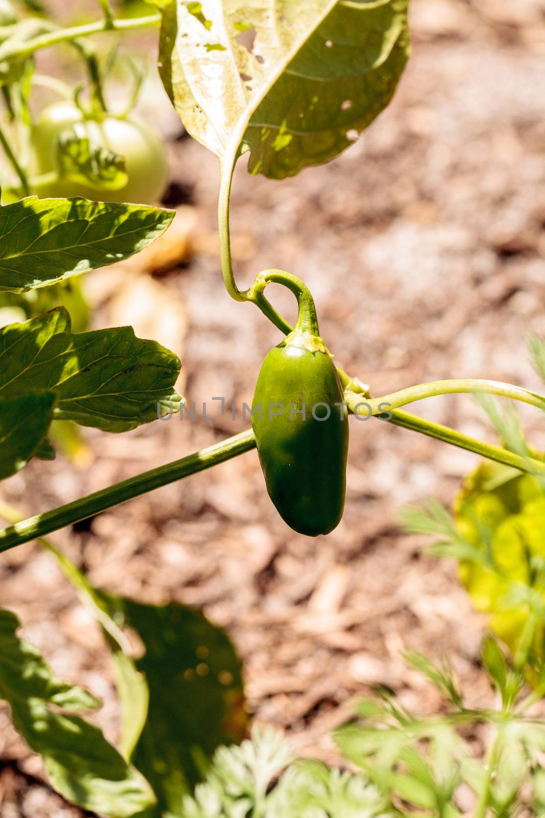 Cheyenne pepper hybrid in an organic vegetable garden in Naples, Florida