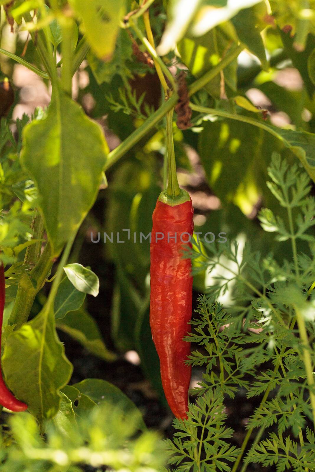 Cheyenne pepper hybrid in an organic vegetable garden by steffstarr