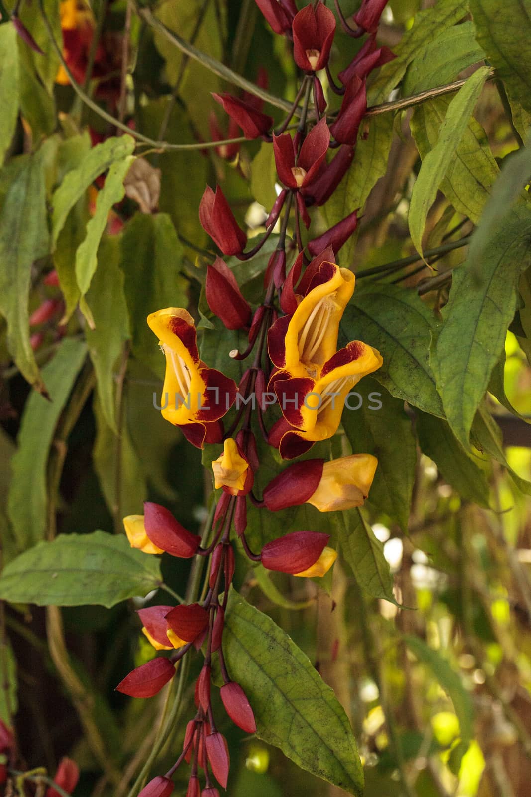 Yellow and red clock vine Thenbergia mysorensis flowers on a long vine bloom in a garden in Naples, Florida