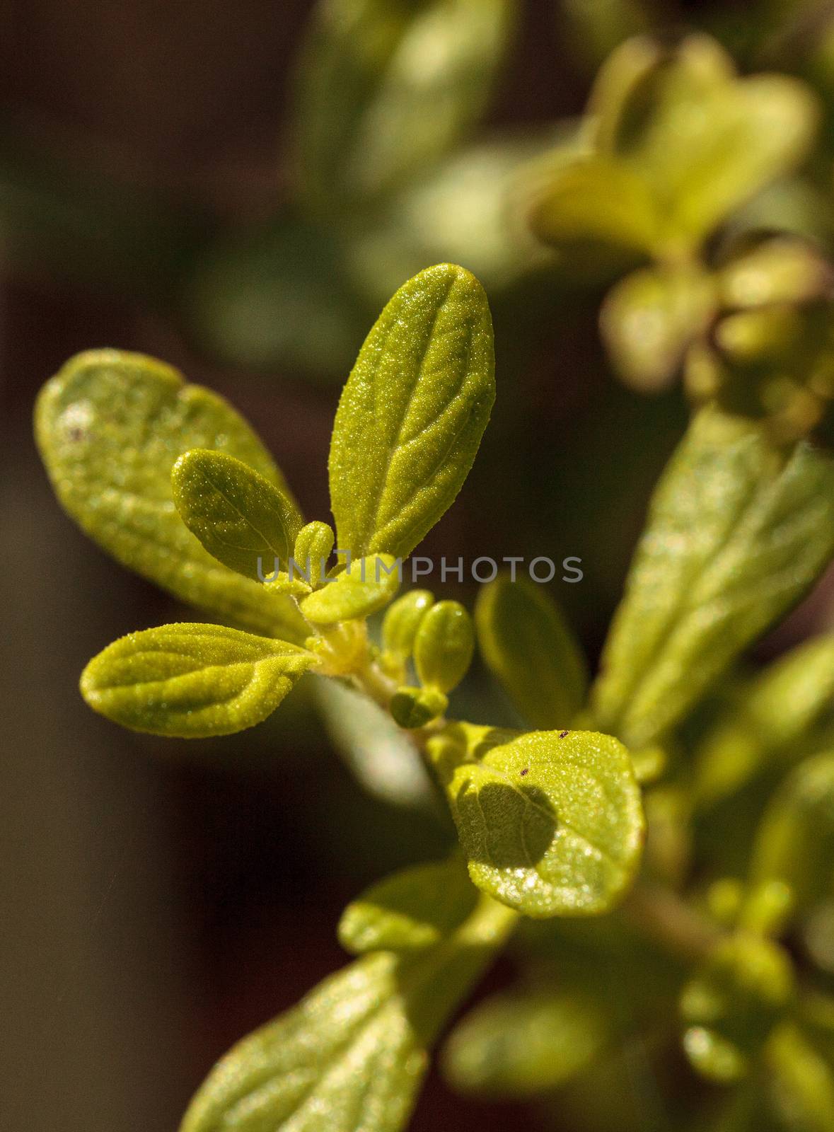 Costa Rican Bush Mint Satureja vimgrows in an organic herb garde by steffstarr