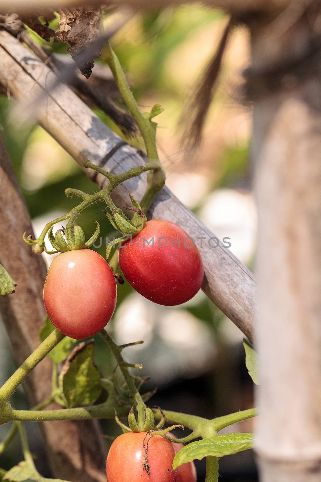Katana tomato Lycopersicon lycopersicum grows by steffstarr