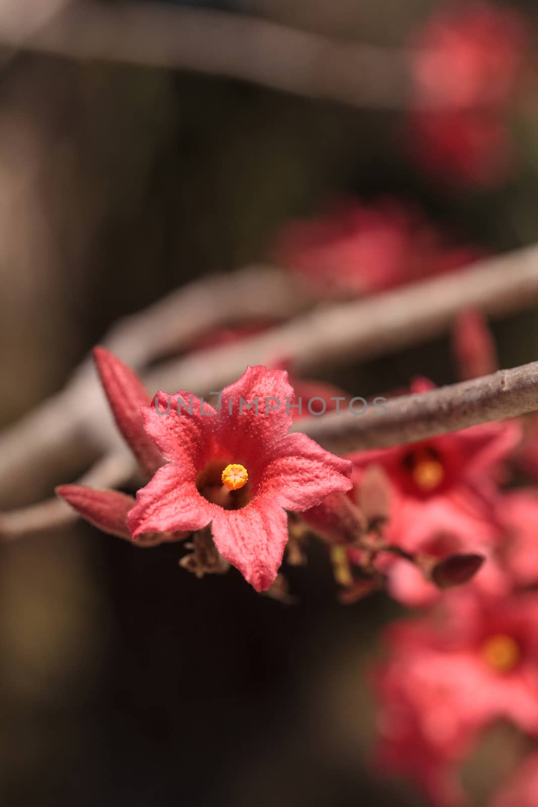 Kurrajong hybrid pink flower Brachychiton discolor x bidwillii by steffstarr