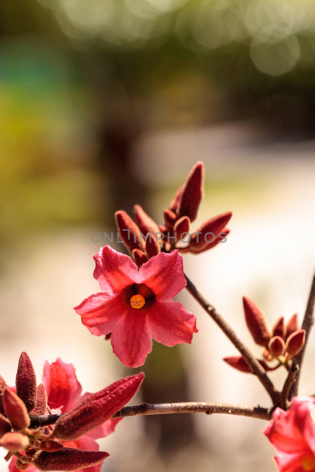 Kurrajong hybrid pink flower Brachychiton discolor x bidwillii  by steffstarr