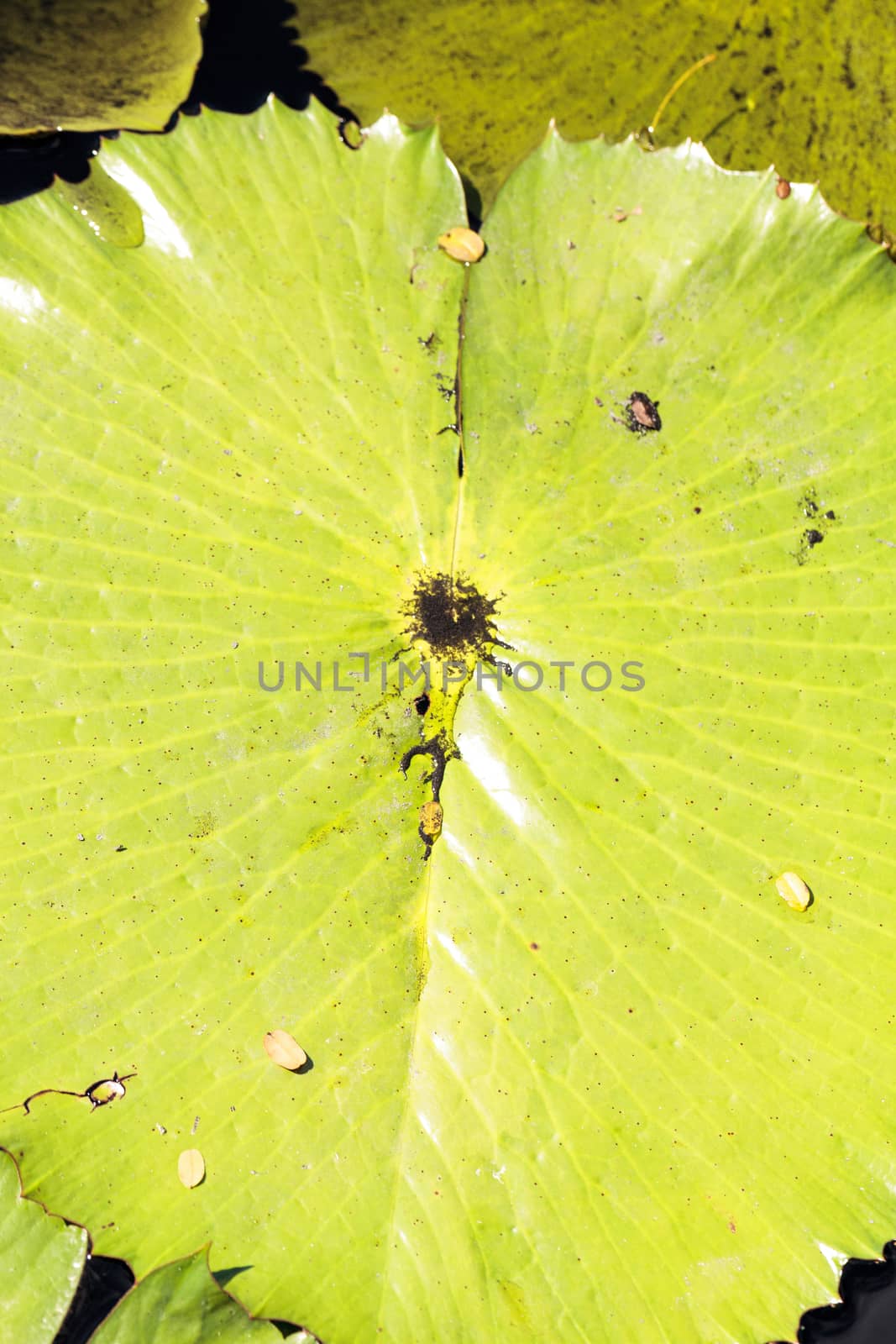 Texture green Water lily background with veins and shaded yellow and green in Naples, Florida
